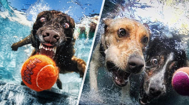 underwater-dog-photography-title